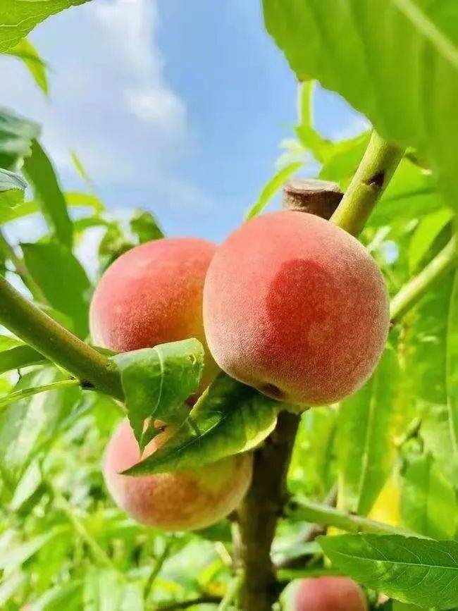 摘桃啦<strong></p>
<p>币桃</strong>，摘桃啦，摘桃啦！！！