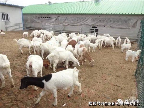 养10只母羊和打工相比哪个赚钱多<strong></p>
<p>羊年币</strong>？养羊年挣十万满足条件是什么？