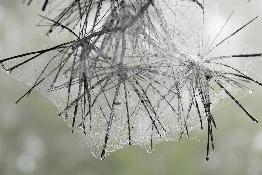 网呀网<strong></p>
<p>可币网</strong>，说不清的网