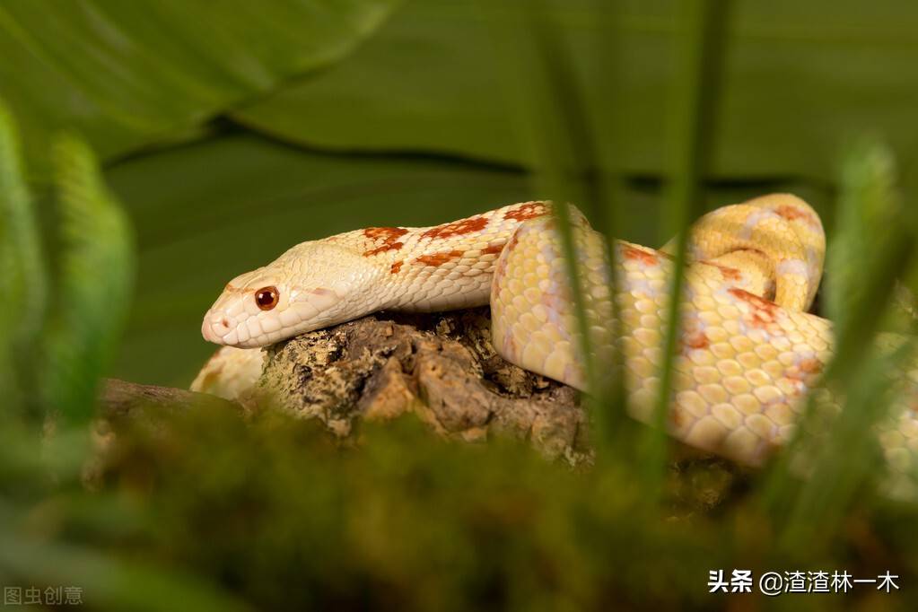 蛇鸟大战！蛇被鸟打得屁滚尿流<strong></p>
<p>币加鸟</strong>，蛇是鸟的天敌，鸟为什么能赢？