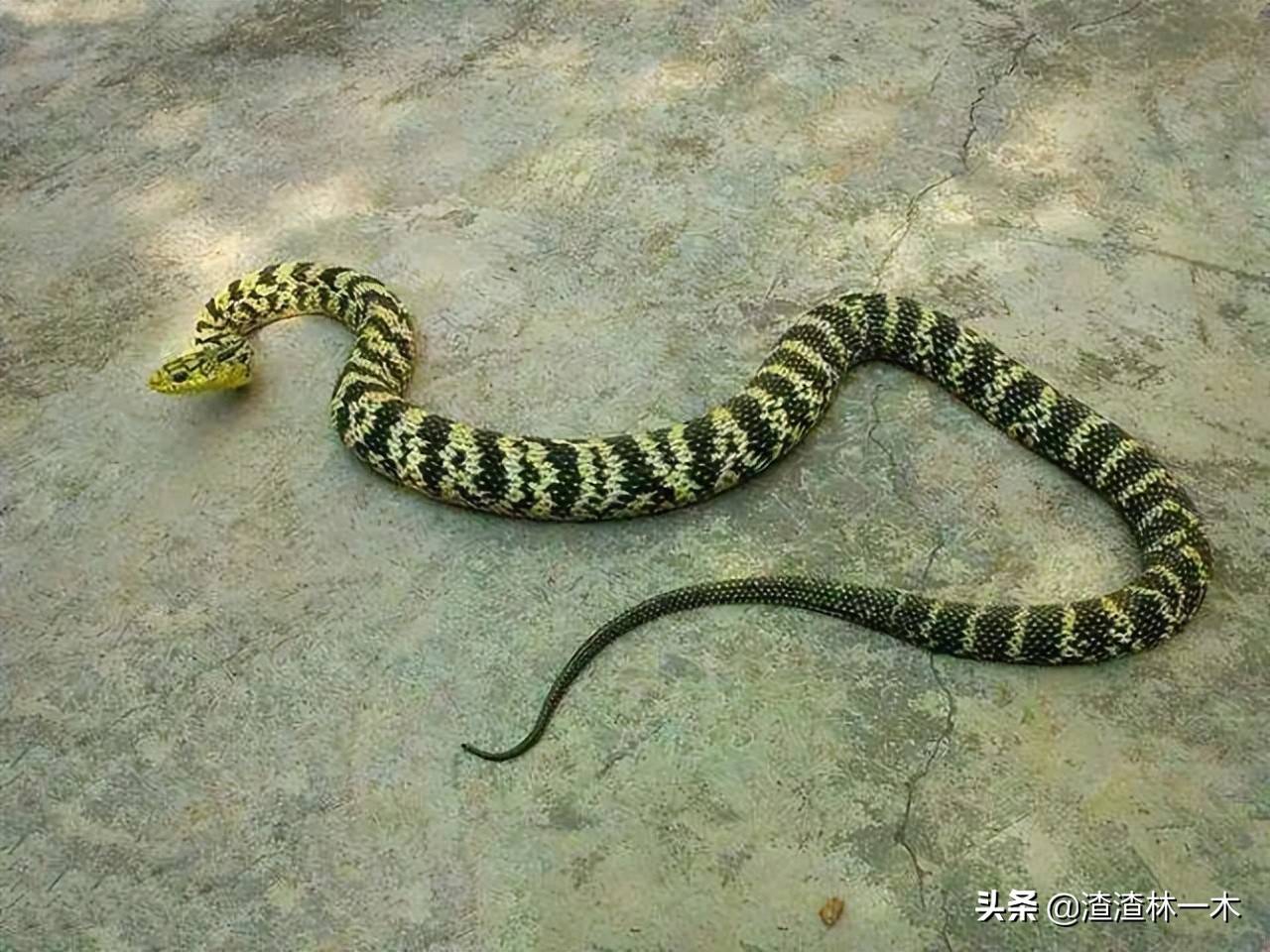 蛇鸟大战！蛇被鸟打得屁滚尿流<strong></p>
<p>币加鸟</strong>，蛇是鸟的天敌，鸟为什么能赢？
