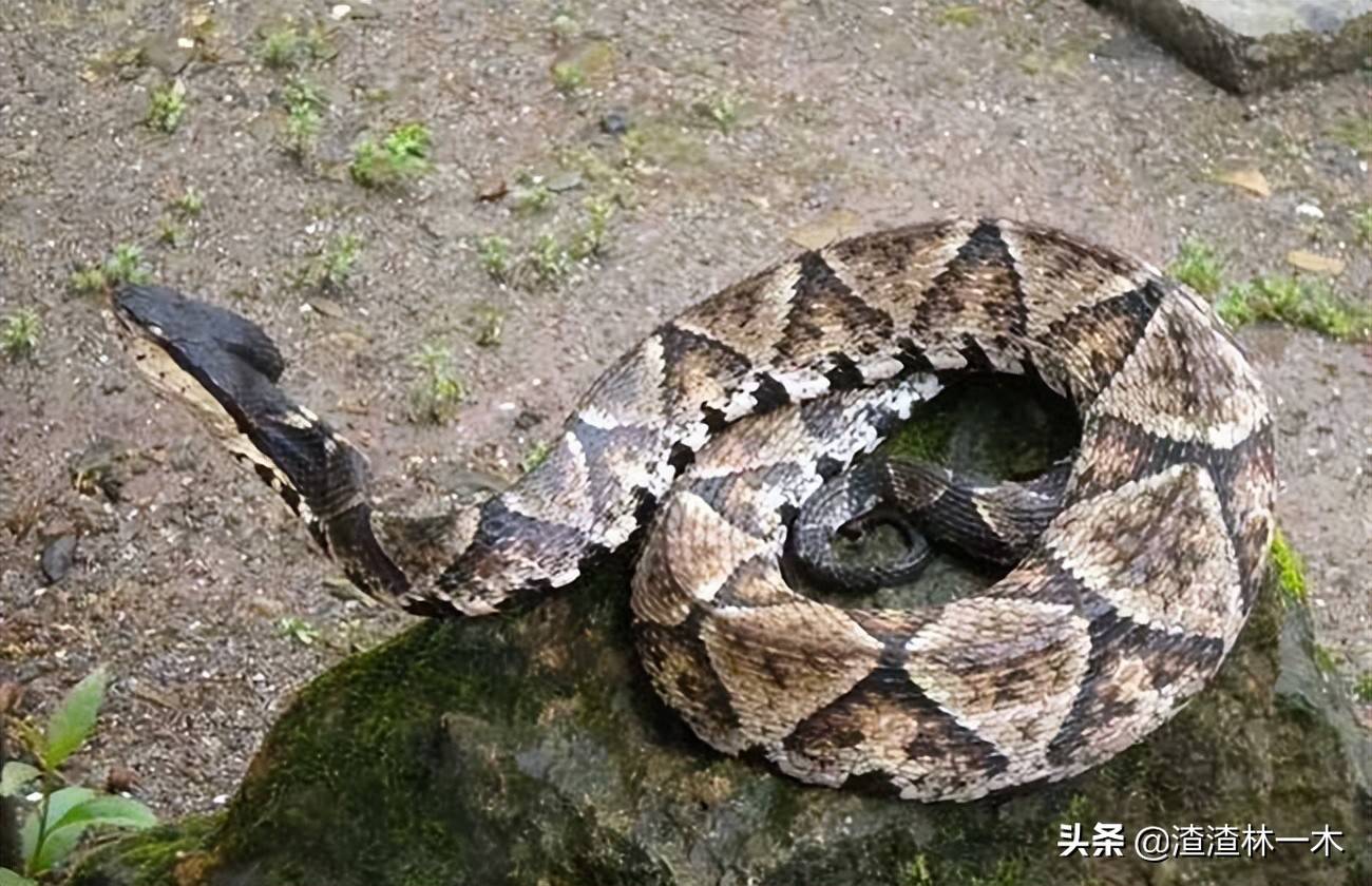 蛇鸟大战！蛇被鸟打得屁滚尿流<strong></p>
<p>币加鸟</strong>，蛇是鸟的天敌，鸟为什么能赢？