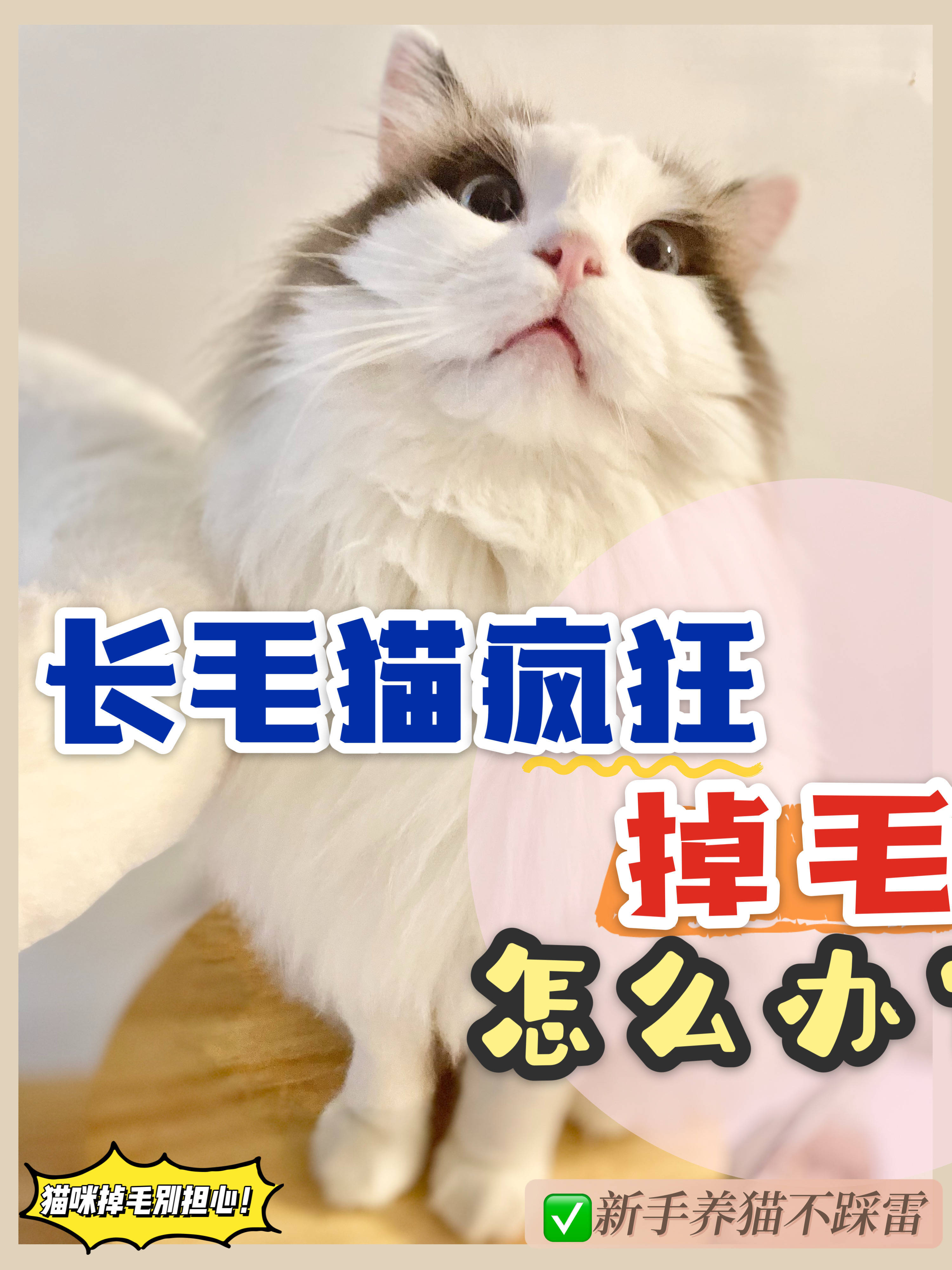 换季<strong></p>
<p>tat币</strong>我家布偶疯狂掉毛|家里全是毛团团TAT