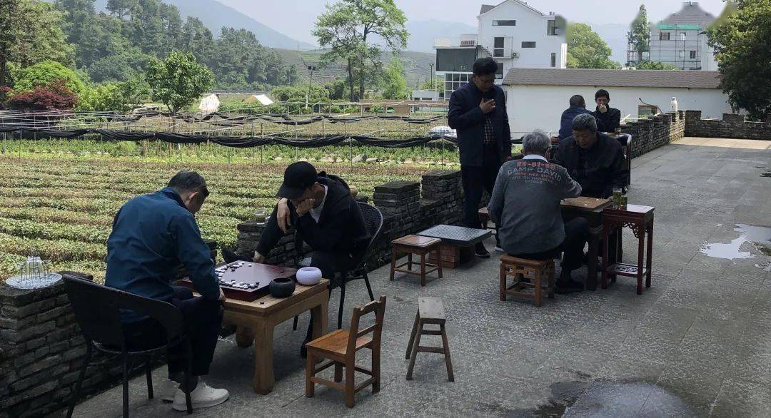 春山是茶棋友会