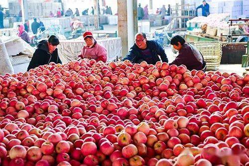 2022柑橘、苹果预期价格出炉<strong></p>
<p>柑橘价格</strong>，这个行情有钱赚吗？