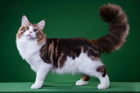 一只缅因猫幼崽多少钱<strong></p>
<p>黄金一钱多少钱</strong>？红虎缅因猫多少钱一只？虎斑缅因猫多少钱一只？