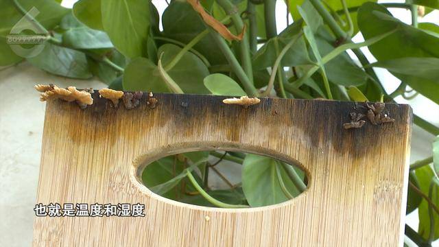 “可以蒸蛋”！昆明一女子家中搓衣板上长菌<strong></p>
<p>净值型理财</strong>，品种竟是……