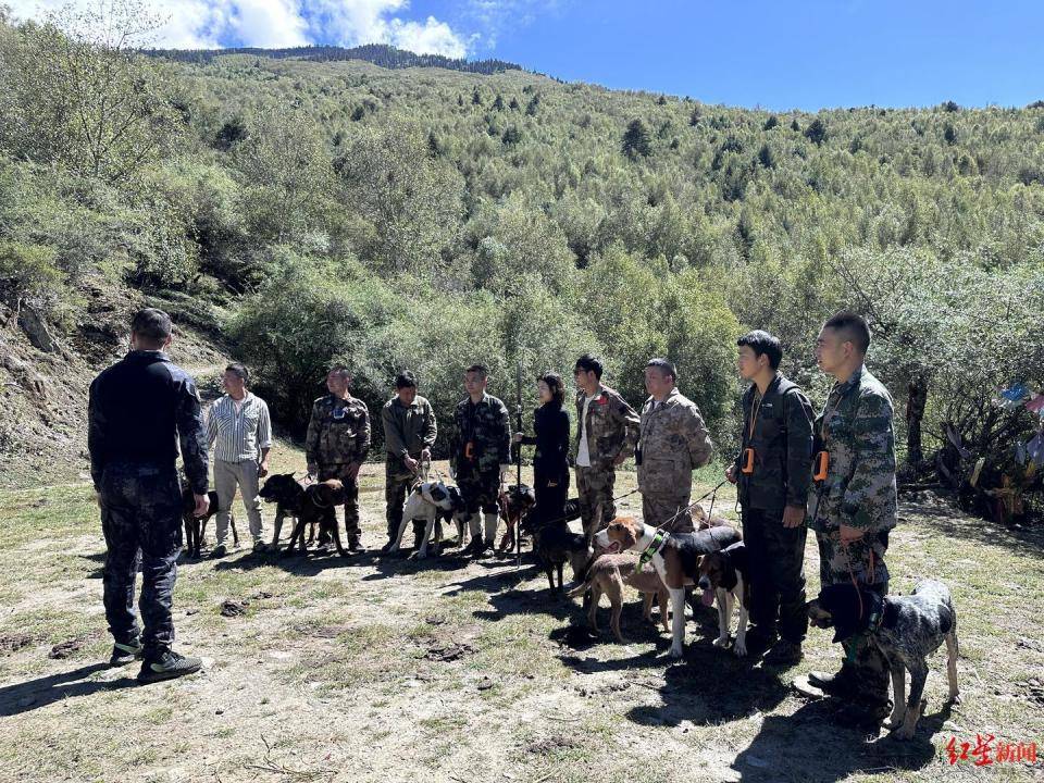 揭秘“野猪猎捕队”丨海拔3000米高山密林<strong></p>
<p>理财官网</strong>，记者跟队直击猎捕野猪全过程