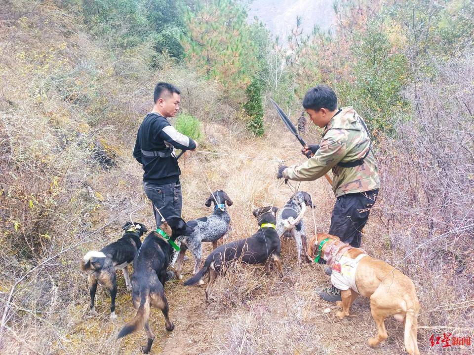 揭秘“野猪猎捕队”丨海拔3000米高山密林<strong></p>
<p>理财官网</strong>，记者跟队直击猎捕野猪全过程