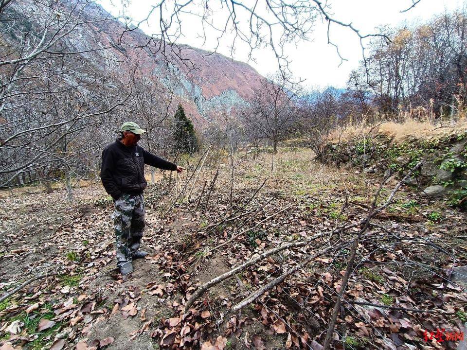 揭秘“野猪猎捕队”丨海拔3000米高山密林<strong></p>
<p>理财官网</strong>，记者跟队直击猎捕野猪全过程