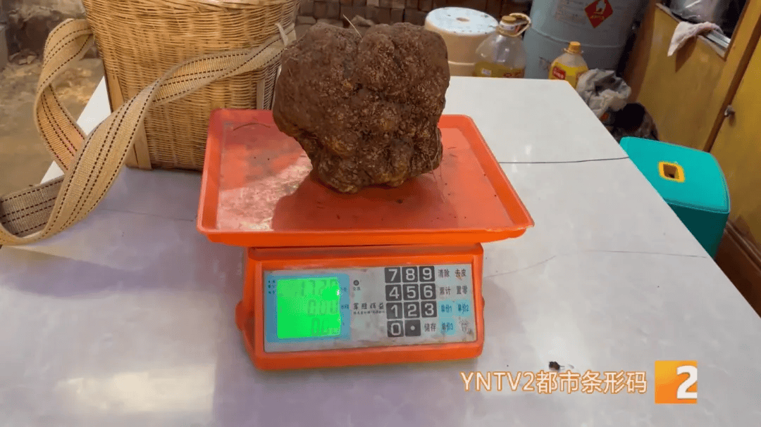昆明一村民挖到1.7公斤超大松露<strong></p>
<p>理财官网</strong>！“看都看不够”