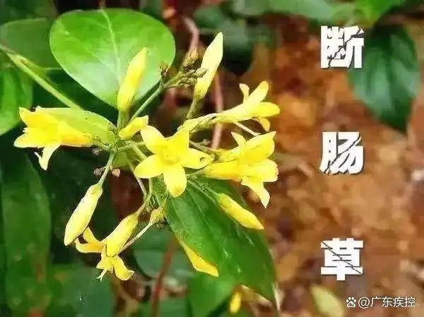广东一老人买药材煲汤中毒身亡 当地：店铺误售断肠草<strong></p>
<p>债券理财</strong>，老板被拘留