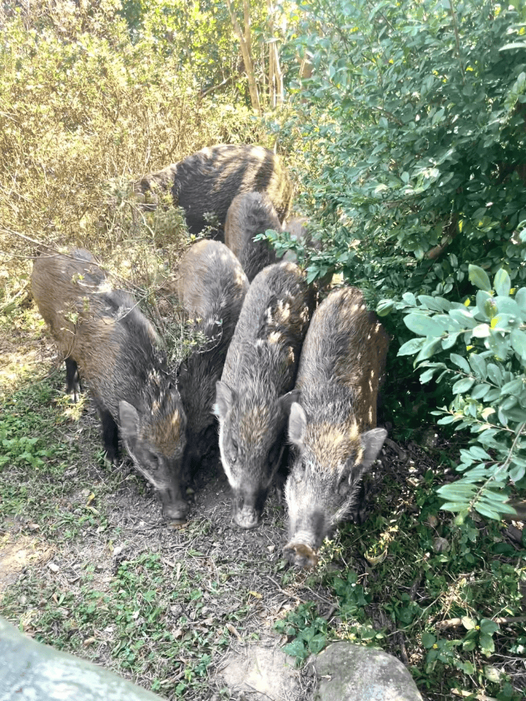 深圳梧桐山网红野猪下崽？市民拍到“一家人整整齐齐”<strong></p>
<p>理财分红</strong>，管理处：天天都有人投喂