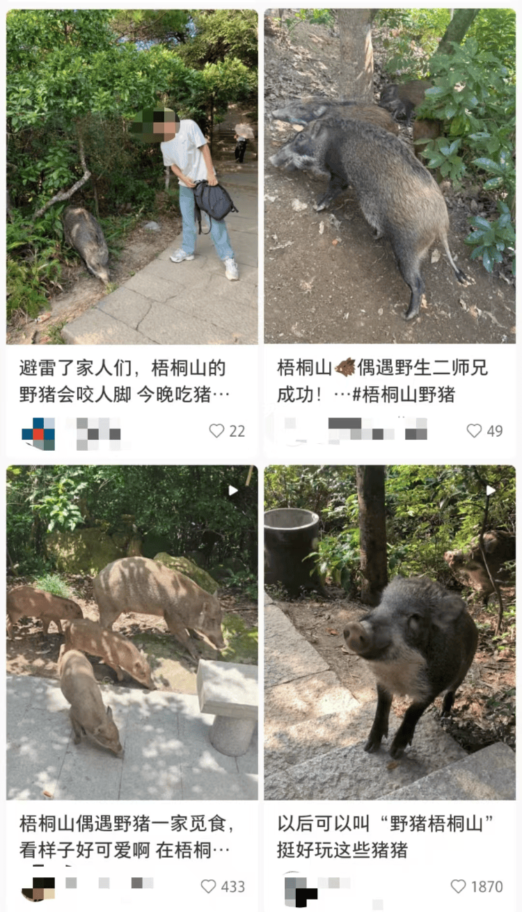 深圳梧桐山网红野猪下崽？市民拍到“一家人整整齐齐”<strong></p>
<p>理财分红</strong>，管理处：天天都有人投喂