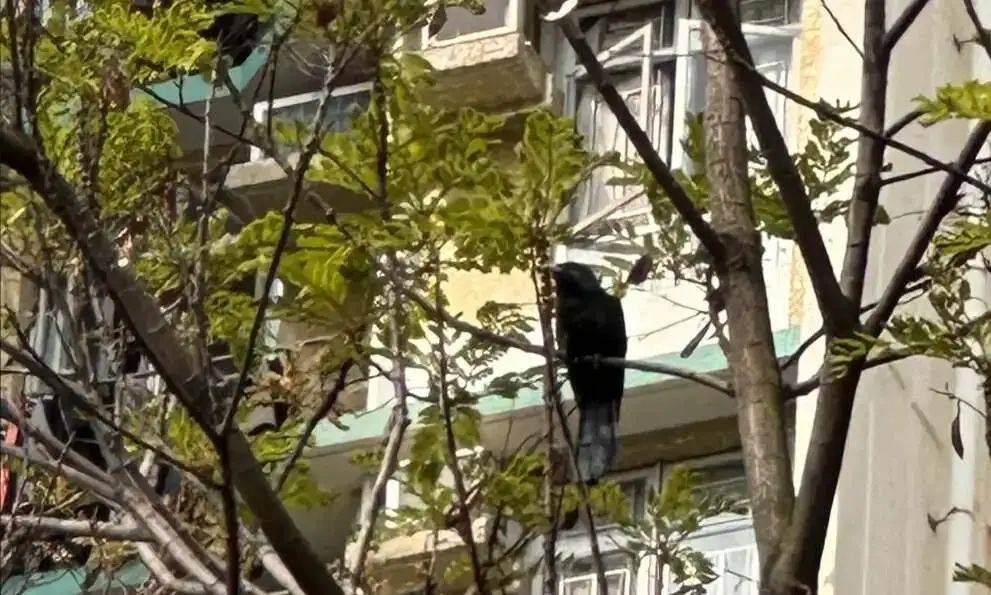 “周末想睡个懒觉都不行”<strong></p>
<p>理财怎么做</strong>，有多少深圳人被这种鸟吵到神经衰弱