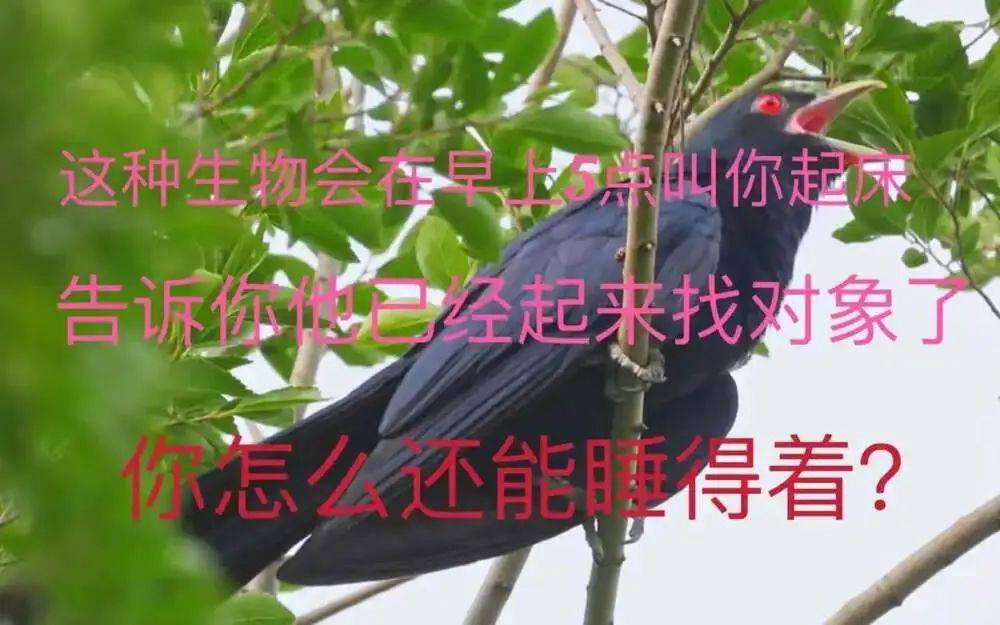 “周末想睡个懒觉都不行”<strong></p>
<p>理财怎么做</strong>，有多少深圳人被这种鸟吵到神经衰弱