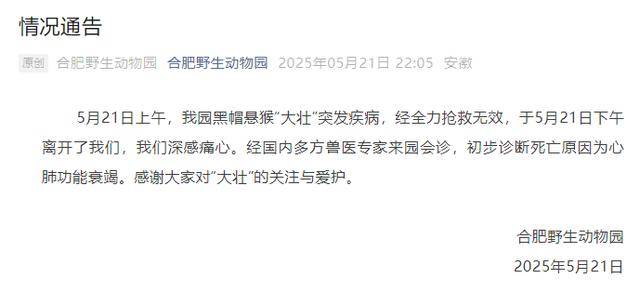 网红猴“大壮”突然离世<strong></p>
<p>靠谱的理财</strong>！曾因方脸“丑”出圈