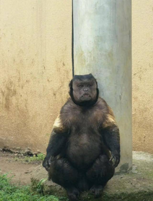 网红猴“大壮”突然离世<strong></p>
<p>靠谱的理财</strong>！曾因方脸“丑”出圈