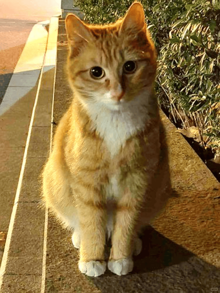 南京大学校庆日“校猫”被钢珠打碎头骨？校保卫处：看了一夜监控<strong></p>
<p>靠谱的理财</strong>，暂未锁定嫌疑人