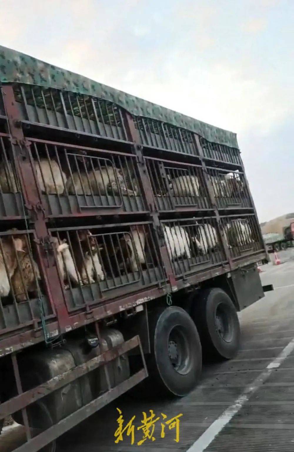 江苏养殖户称543只羊运到贵州遭羊贩盗卖<strong></p>
<p>理财网站</strong>，当地警方立案又撤案，镇政府：双方合作养羊，账目存在分歧引发纠纷