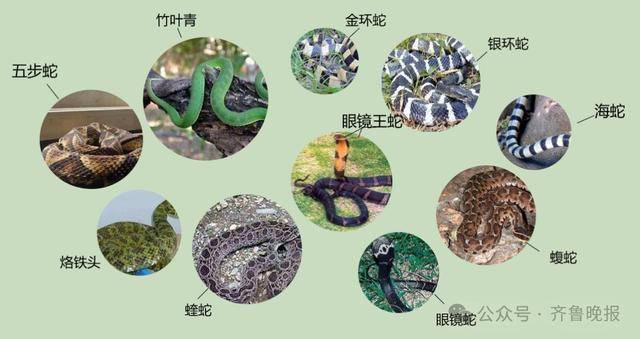 安徽宣城一男子走路玩手机<strong></p>
<p>浦发银行理财</strong>，一脚踩中打架的竹叶青和五步蛇，被俩毒蛇咬3口！医院：暂无生命危险，正在治疗