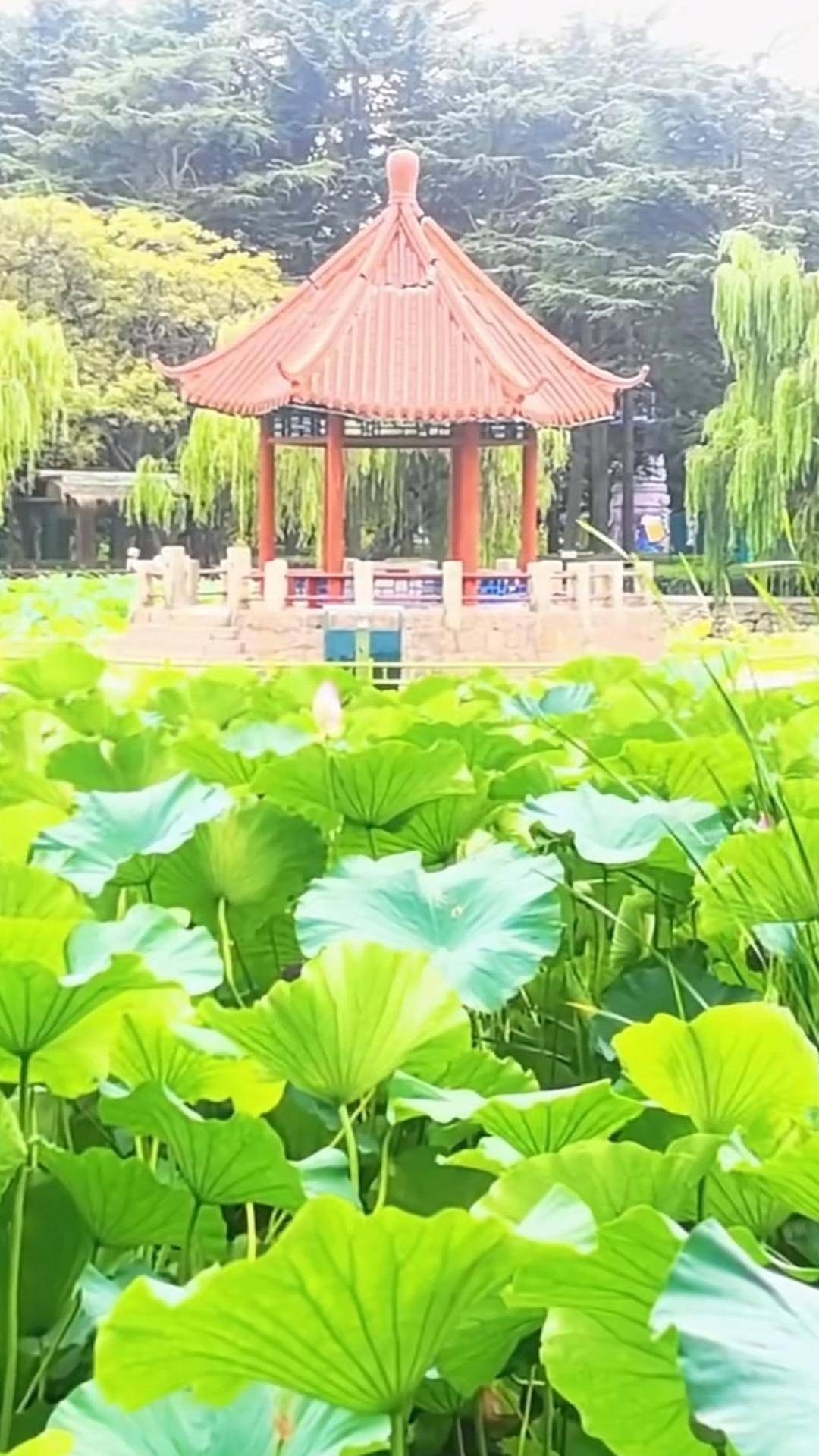 青岛中山公园一凉亭突然倒塌：一年前刚完成修缮<strong></p>
<p>基金理财产品</strong>，园方称无伤亡原因待查