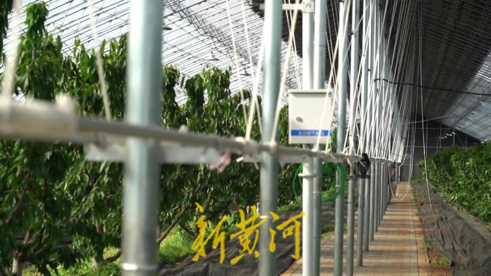 潍坊临朐：30.77 亿元<strong></p>
<p>平安银行理财</strong>！“红玛瑙”大樱桃何以成乡村振兴“甜蜜引擎”