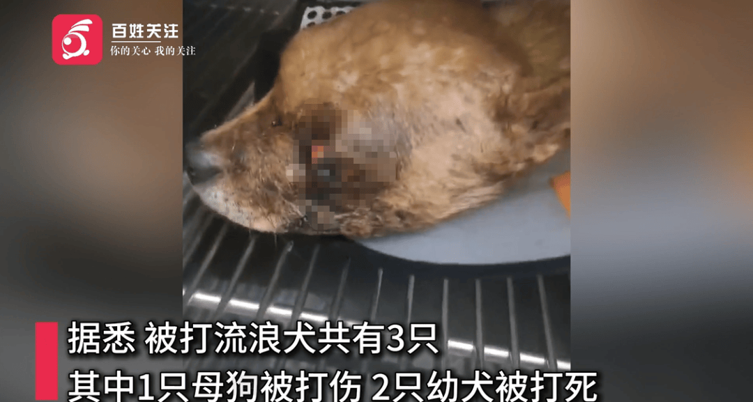 保安称“经常咬人”打死流浪犬<strong></p>
<p>中信银行理财</strong>，居民上门讨说法：这个门卫穷凶极恶