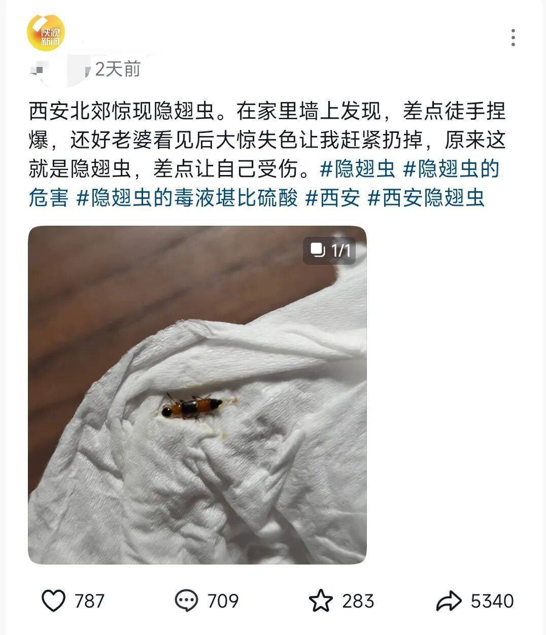 西安多区发现隐翅虫？千万别拍<strong></p>
<p>稳理财</strong>！毒液堪比硫酸