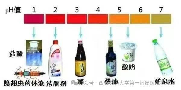 西安多区发现隐翅虫？千万别拍<strong></p>
<p>稳理财</strong>！毒液堪比硫酸