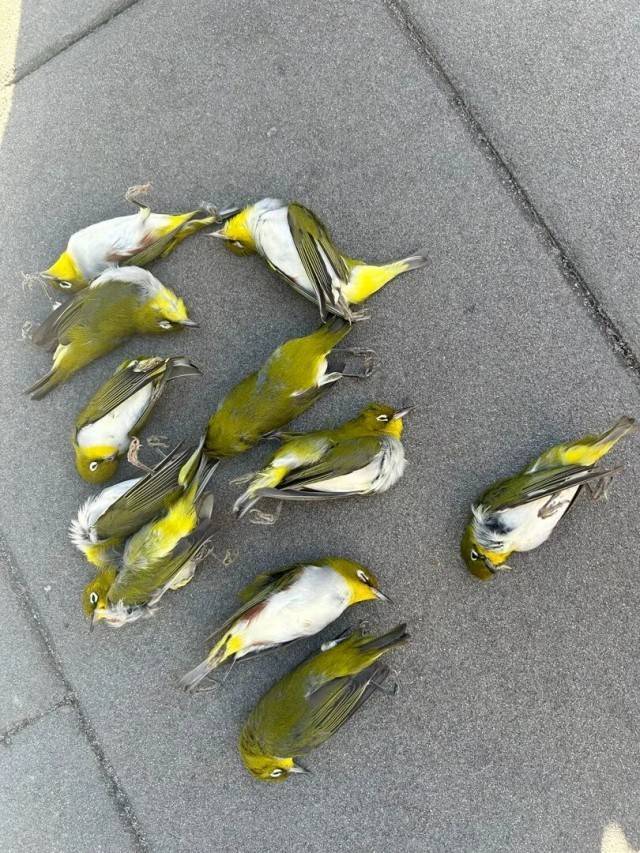 北京一座大厦楼下躺了14只鸟<strong></p>
<p>理财英文</strong>，12只已死亡！元凶竟是玻璃