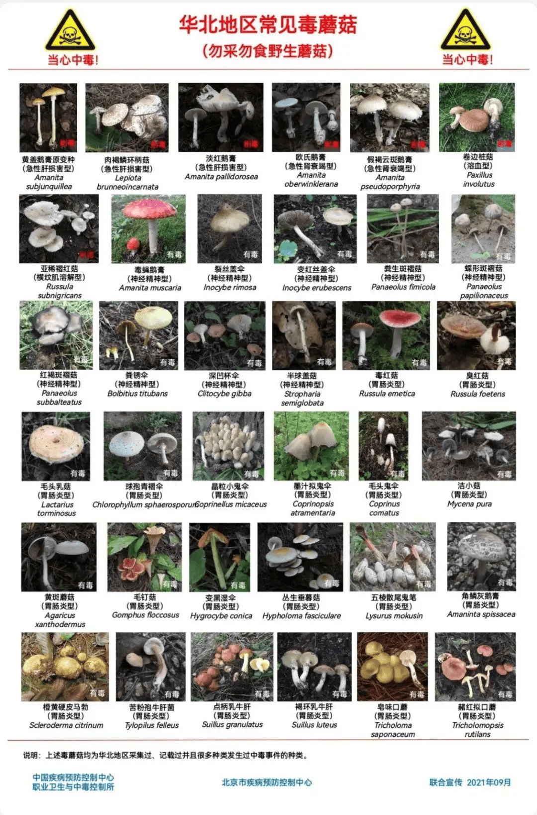 网红发文悼念婆婆：吃了邻居送的蘑菇中毒<strong></p>
<p>理财英文</strong>，抢救四天四夜死亡！这些蘑菇避毒原则可能是陷阱→