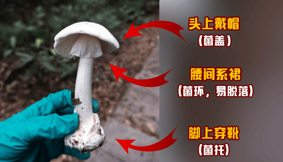 网红发文悼念婆婆：吃了邻居送的蘑菇中毒<strong></p>
<p>理财英文</strong>，抢救四天四夜死亡！这些蘑菇避毒原则可能是陷阱→
