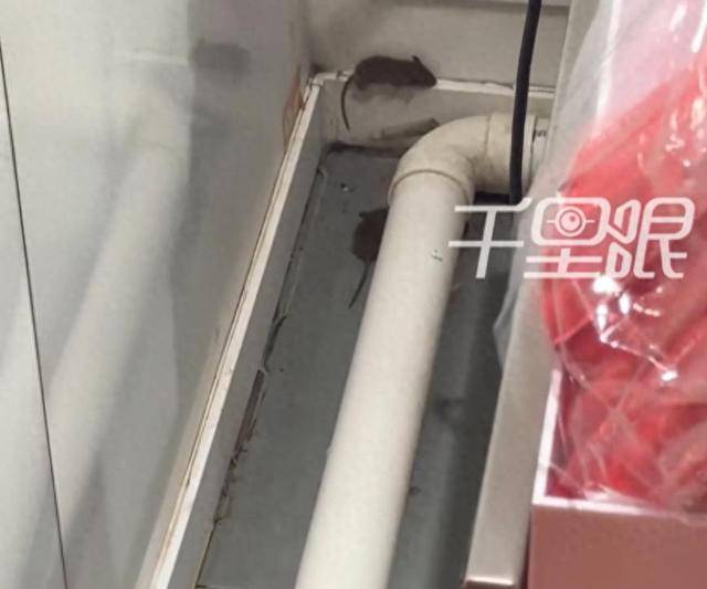 网曝蜜雪冰城一门店有多只老鼠横行<strong></p>
<p>理财金融</strong>，涉事门店员工回应