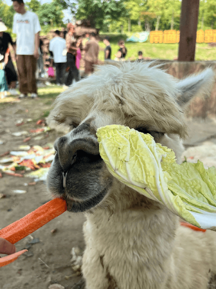 网友称南通一动物园羊驼被投喂吃撑倒地翻白眼<strong></p>
<p>理财系统</strong>，园方回应：确实是吃饱了，“不会撑死，旁边有饲养员在观察”