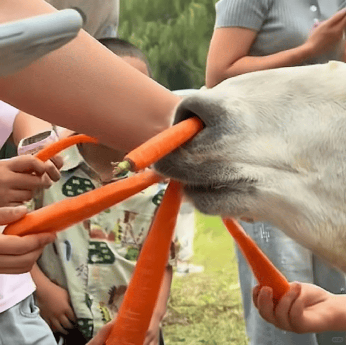 网友称南通一动物园羊驼被投喂吃撑倒地翻白眼<strong></p>
<p>理财系统</strong>，园方回应：确实是吃饱了，“不会撑死，旁边有饲养员在观察”