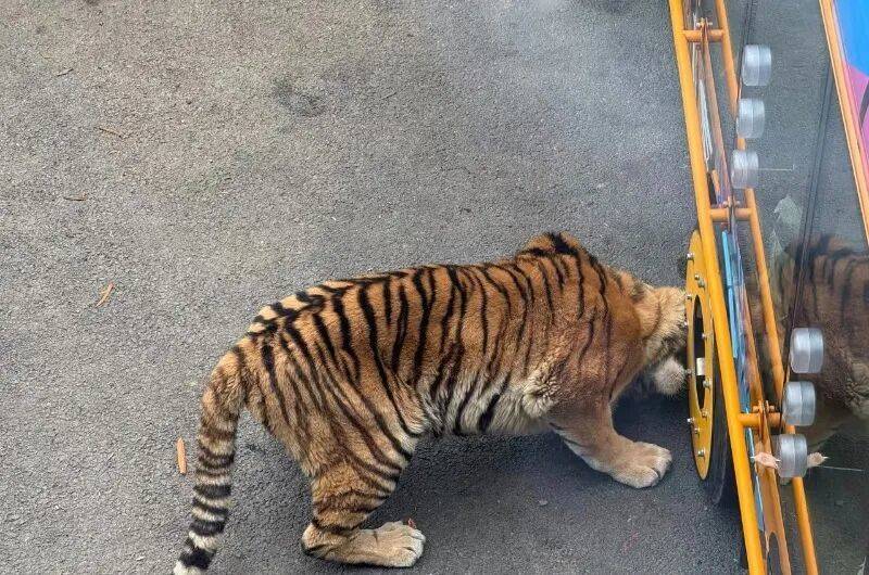 动物园观光车压碎老虎下巴<strong></p>
<p>光大银行理财</strong>?园方:初步检查未发现重大伤情