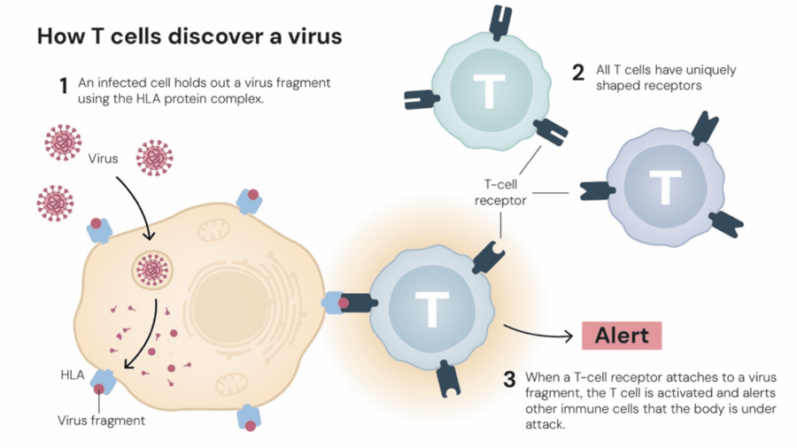 这个诺奖迟到了30年<strong></p>
<p>光大银行理财</strong>!三位科学家揭示免疫系统如何避免“自相残杀”