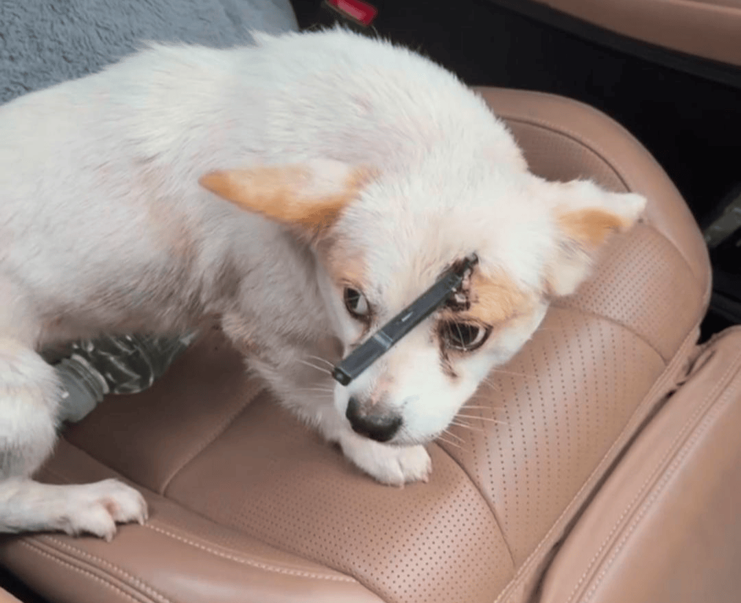 教育局回应“一教师用弓箭射杀小狗”:不实<strong></p>
<p>基础理财</strong>,小狗进学校前就被射伤