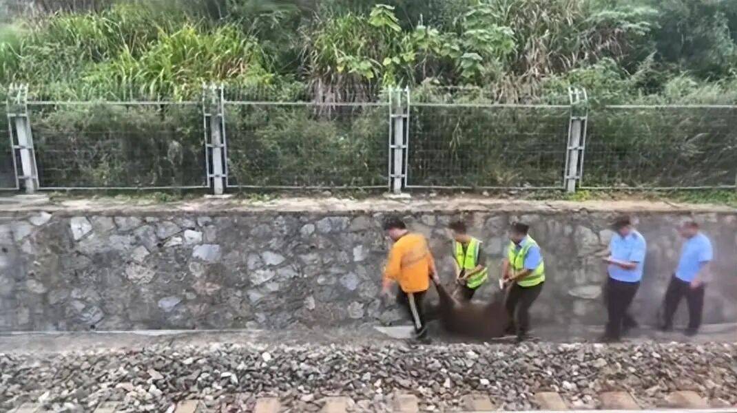 湖北一列车撞上野猪致停运<strong></p>
<p>基础理财</strong>，铁路局：野猪已无害化处理，列车正常运行；附近曾发生多起野猪伤人事件