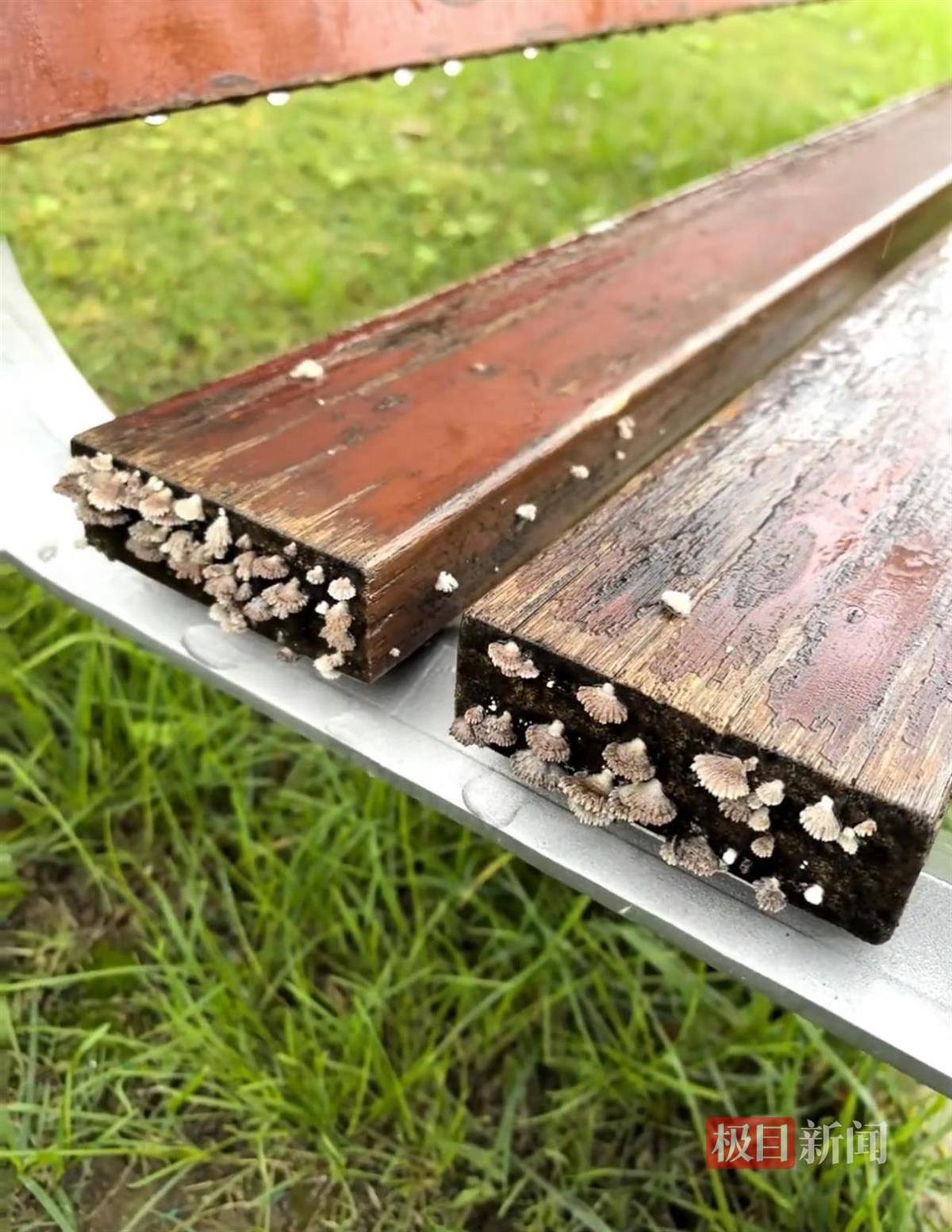 西安连续一个多月降雨遍地长蘑菇<strong></p>
<p>理财教程</strong>,大雁塔受潮,城墙布满青苔,气象局解释成因