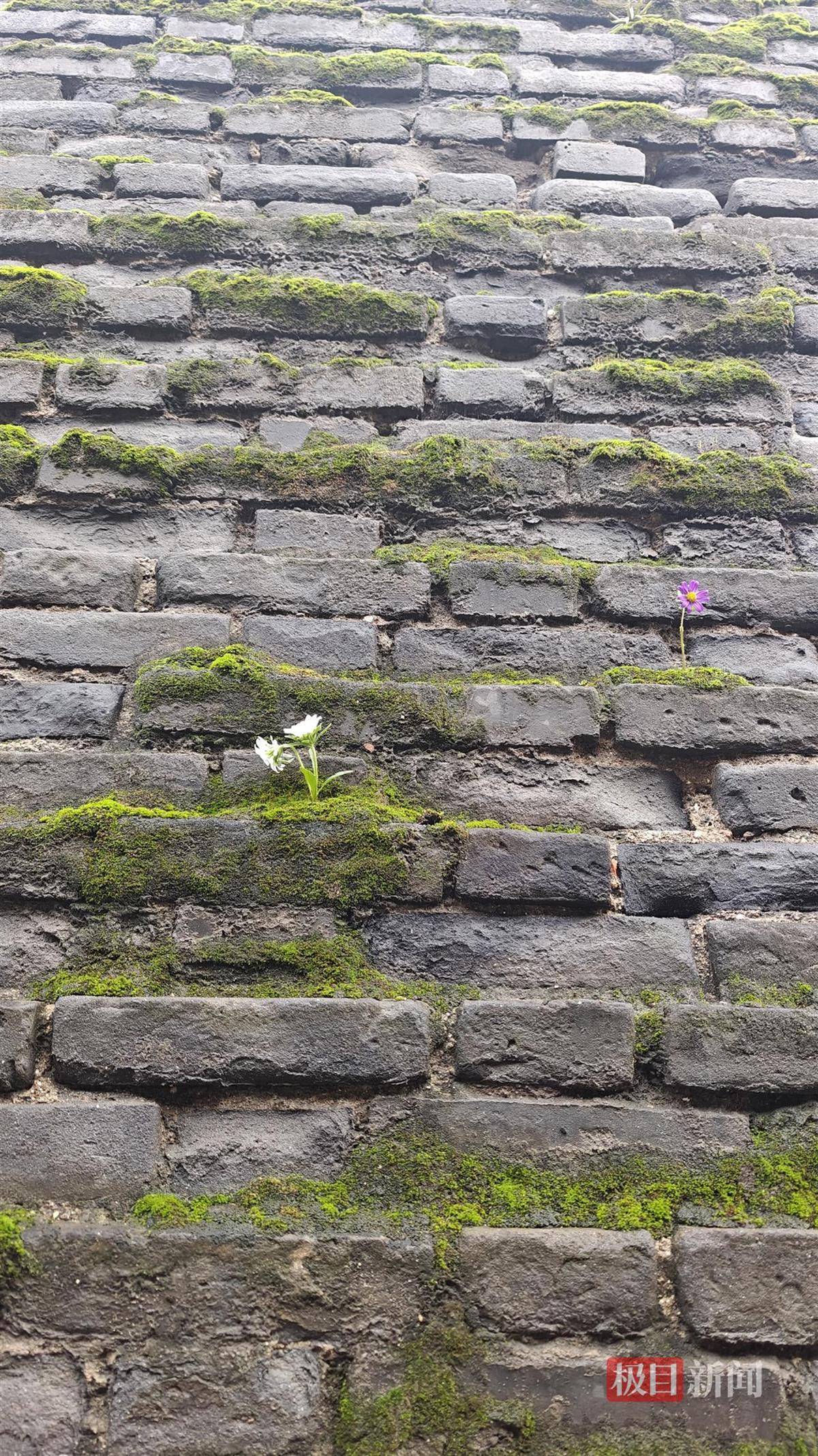 西安连续一个多月降雨遍地长蘑菇<strong></p>
<p>理财教程</strong>,大雁塔受潮,城墙布满青苔,气象局解释成因