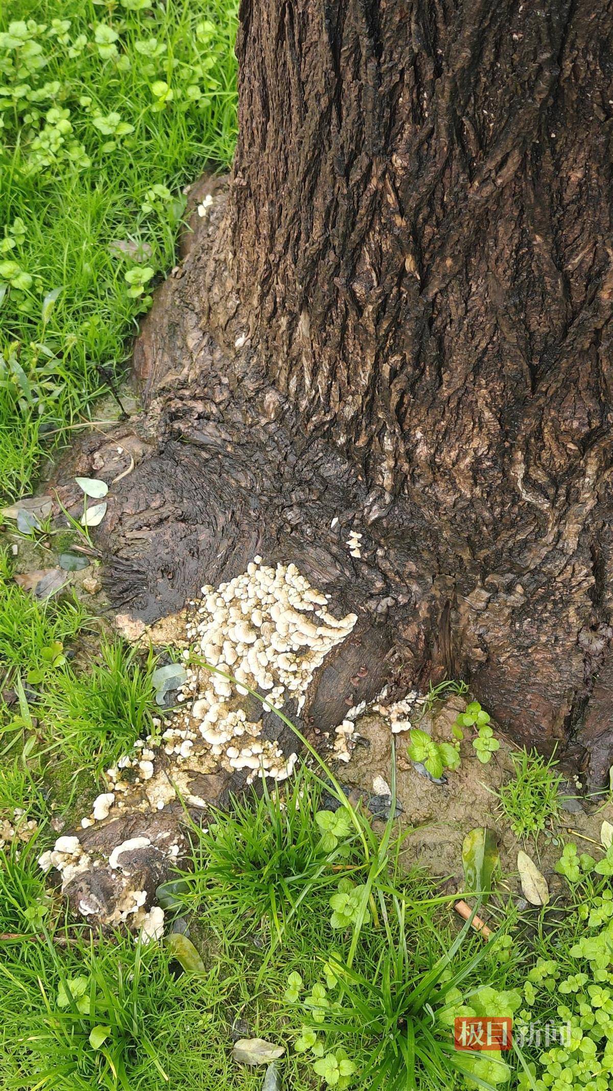 西安连续一个多月降雨遍地长蘑菇<strong></p>
<p>理财教程</strong>,大雁塔受潮,城墙布满青苔,气象局解释成因