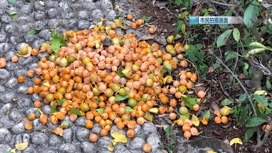 不要捡<strong></p>
<p>理财教程</strong>!不要吃!昆明街头正大量出现……