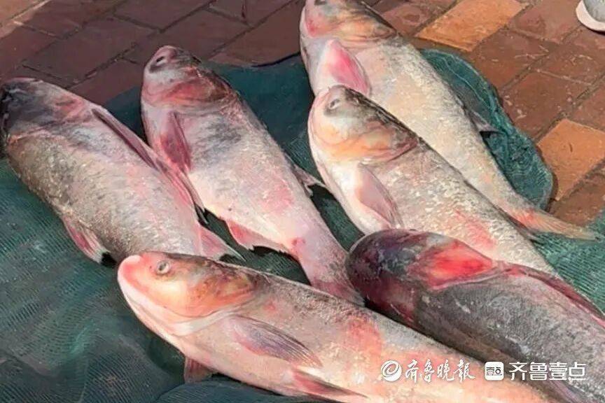 “鱼多得数不过来<strong></p>
<p>微信的理财</strong>,一网子下去能捞好几条”济南锦绣川水库开闸放水,大量鲢鱼被冲出,工作人员:禁止捕捞!