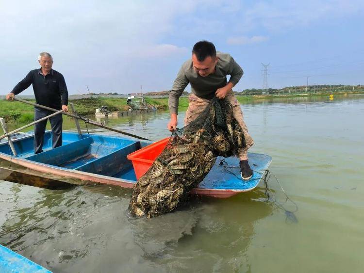 武汉江夏一地大闸蟹大量上市<strong></p>
<p>理财钱包</strong>，日产1000斤当天售完，每只螃蟹有自己的“身份证”，吃深海小黄鱼长大
