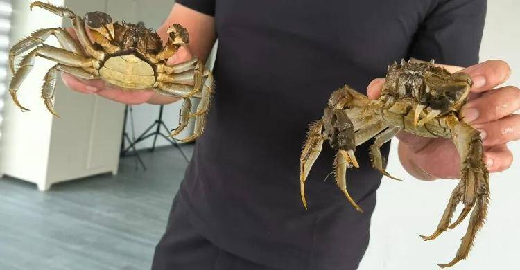 武汉江夏一地大闸蟹大量上市<strong></p>
<p>理财钱包</strong>，日产1000斤当天售完，每只螃蟹有自己的“身份证”，吃深海小黄鱼长大