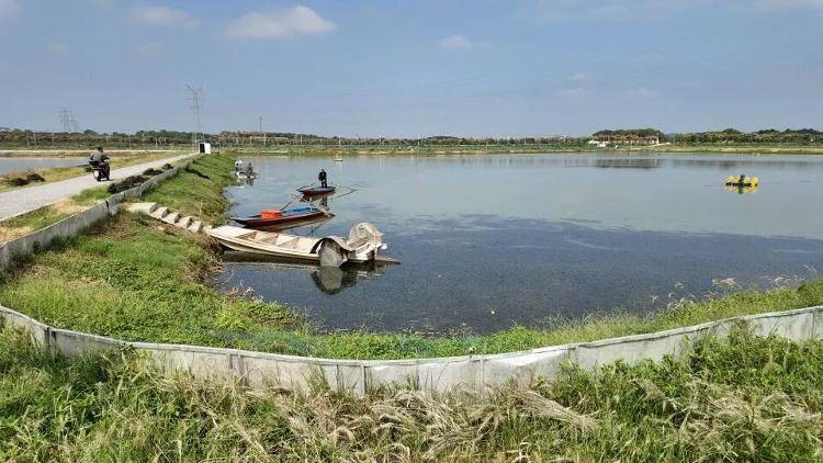 武汉江夏一地大闸蟹大量上市<strong></p>
<p>理财钱包</strong>，日产1000斤当天售完，每只螃蟹有自己的“身份证”，吃深海小黄鱼长大