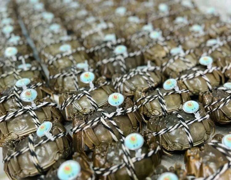 武汉江夏一地大闸蟹大量上市<strong></p>
<p>理财钱包</strong>，日产1000斤当天售完，每只螃蟹有自己的“身份证”，吃深海小黄鱼长大