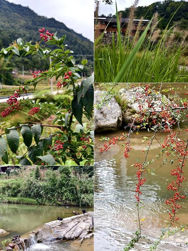 推窗见梯田<strong></p>
<p>深圳理财</strong>！梧桐山民宿：把日子过成诗